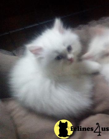 kelleb Picture 1